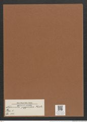 Navicula pygmaea Kuetz. (de-Toni-Nr.: Genus 1, Species 333) Zeichnungen Sammlung Grunow Mappe 00298 (Herbarium_W_Grunow_drawings_Folder_00298)